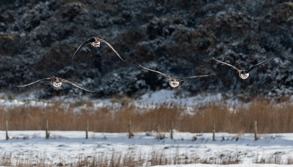 photo of geese flying