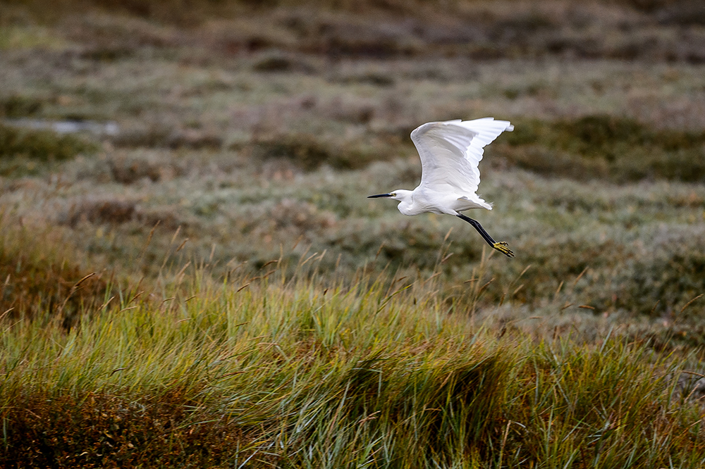 photo of heron taking flight at cley