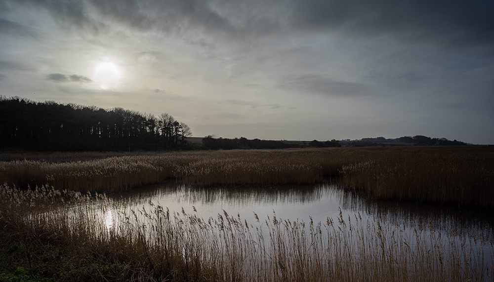 photo of reeds at cley