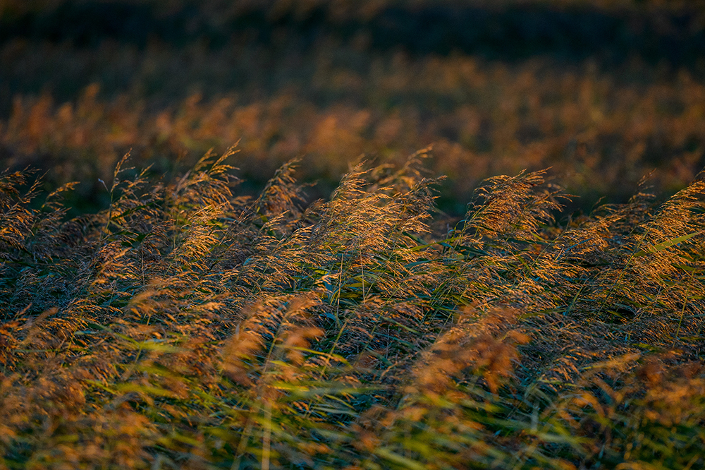 photo of reeds cley